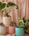 ‘Pick of the Day’ Potted Houseplant thumbnail 1