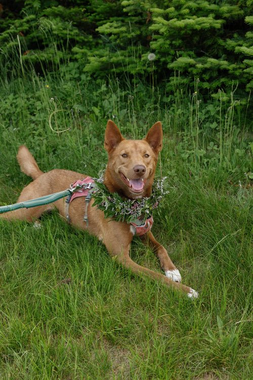 Dog Collar